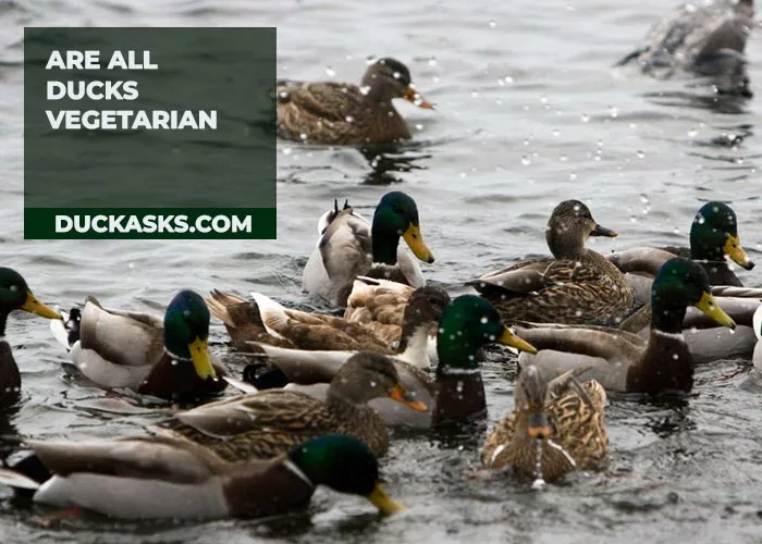 Are All Ducks Vegetarian