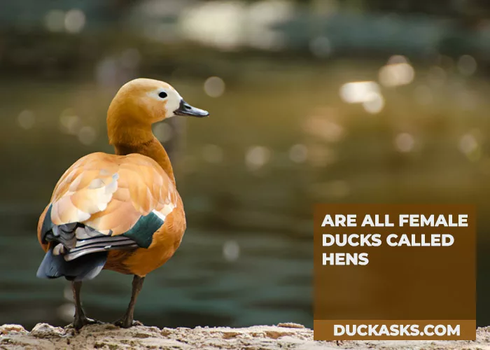 Are All Female Ducks Called Hens