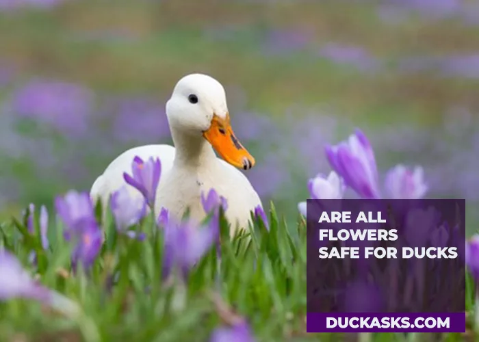 Are All Flowers Safe for Ducks