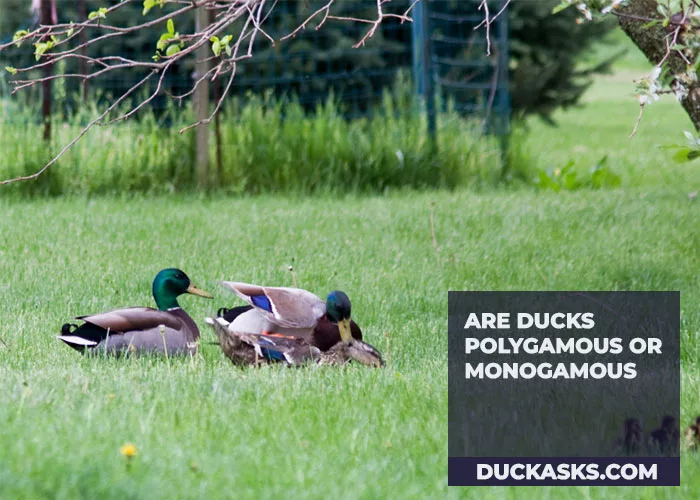 Are Ducks Polygamous or Monogamous