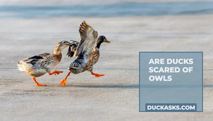 Are Ducks Scared of Owls?