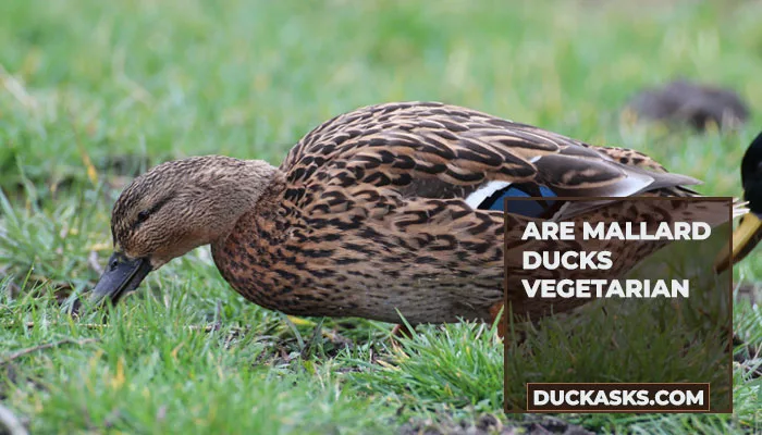 Are Mallard Ducks Vegetarian?