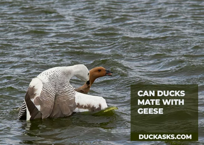 Can Ducks Mate With Geese