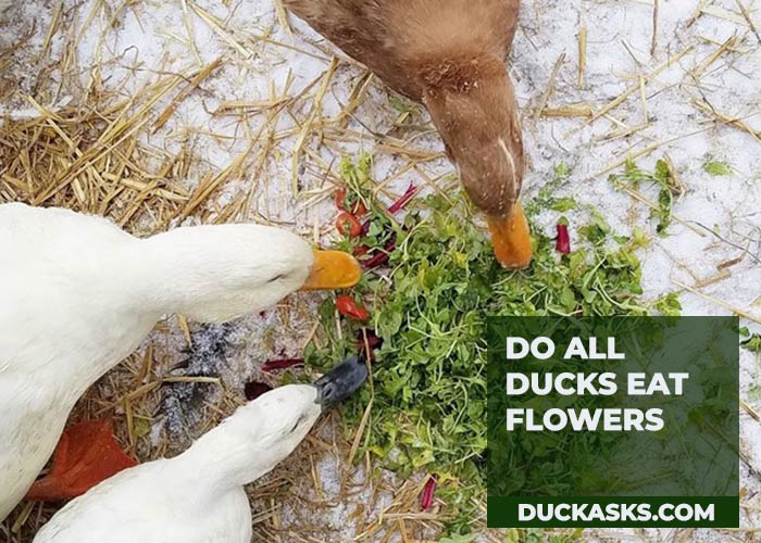 Do All Ducks Eat Flowers