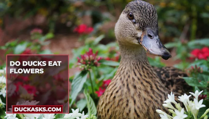 Do Ducks Eat Flowers?