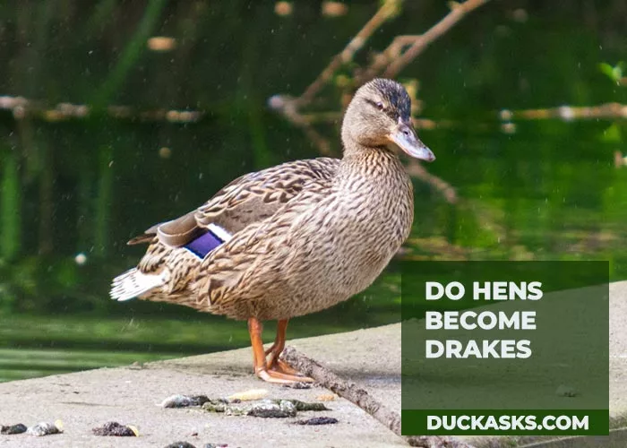 Do Hens Become Drakes