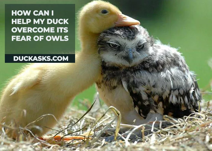 How Can I Help My Duck Overcome Its Fear of Owls