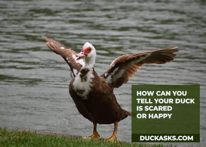 How Can You Tell Your Duck Is Scared or Happy