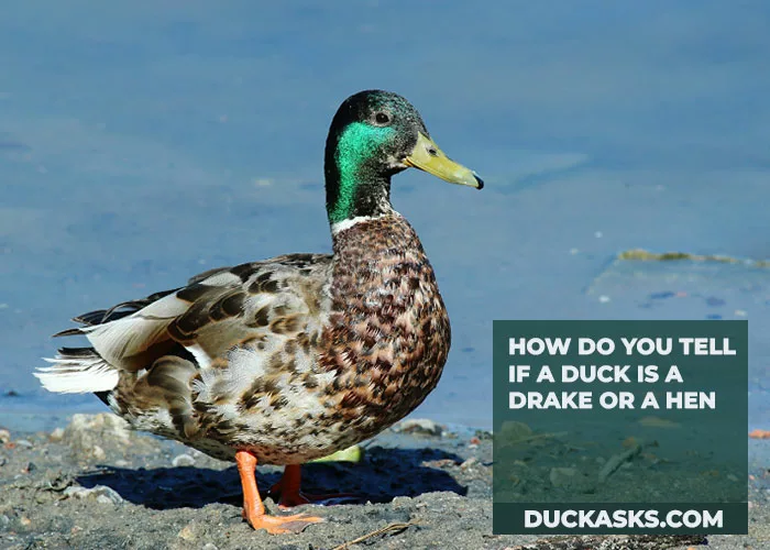 How Do You Tell If a Duck Is a Drake or a Hen