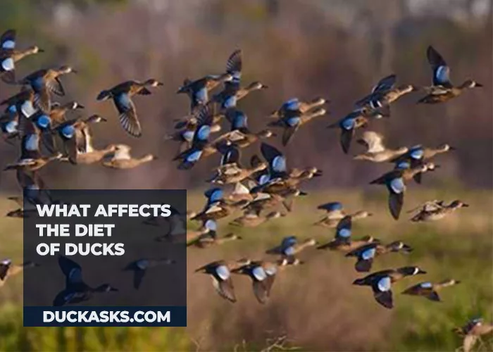 What Affects the Diet of Ducks