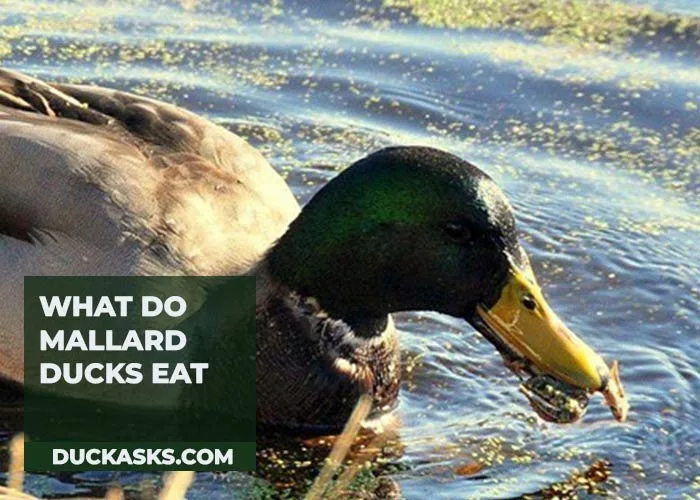 What Do Mallard Ducks Eat