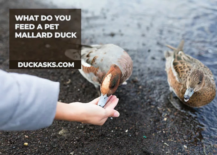 What Do You Feed a Pet Mallard Duck