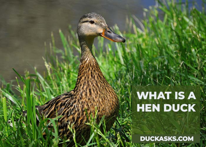 What Is a Hen Duck