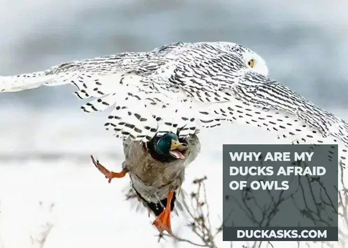 Why Are My Ducks Afraid of Owls