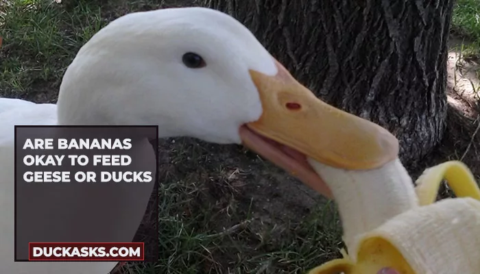 Are Bananas Okay to Feed Geese or Ducks?