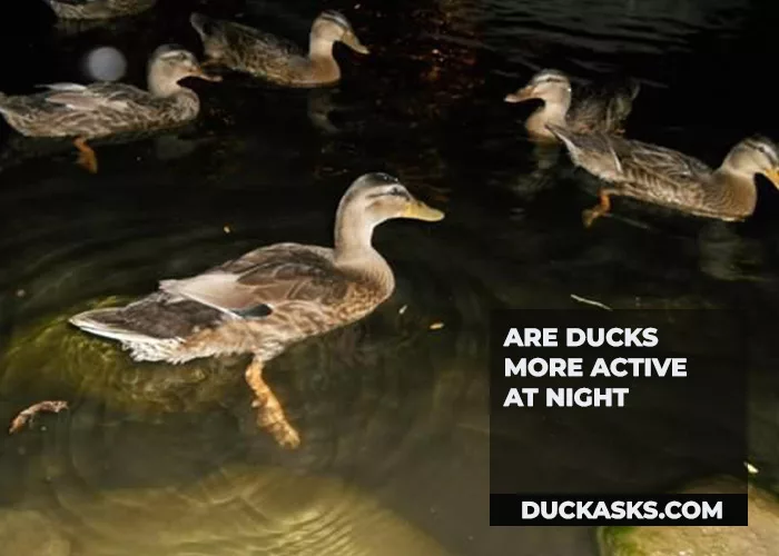 Are Ducks More Active at Night