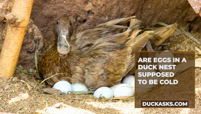 Are Eggs in a Duck Nest Supposed to Be Cold?