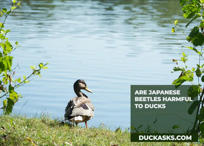 Are Japanese Beetles Harmful to Ducks