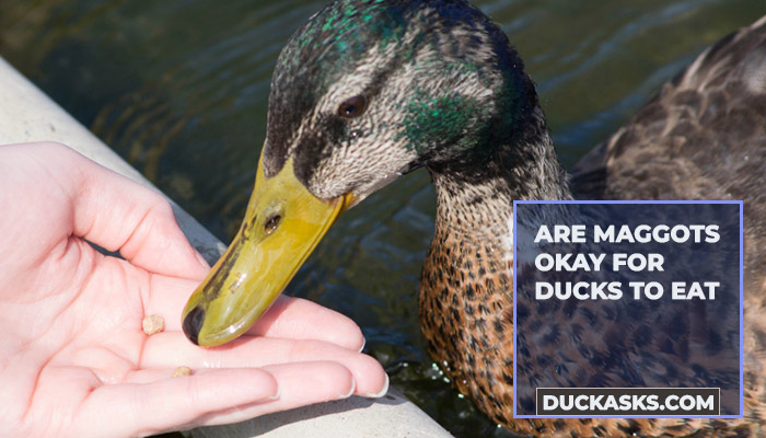 Are Maggots Okay for Ducks to Eat?