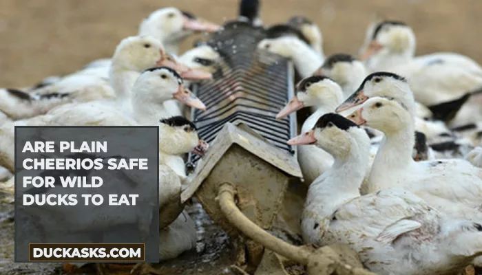 Are Plain Cheerios Safe for Wild Ducks to Eat?