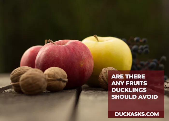 Are There Any Fruits Ducklings Should Avoid