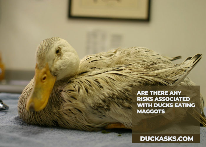 Are There Any Risks Associated With Ducks Eating Maggots