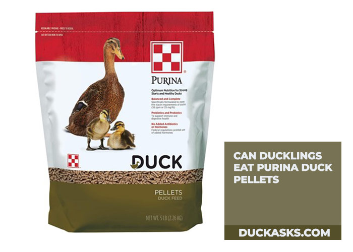 Can Ducklings Eat Purina Duck Pellets