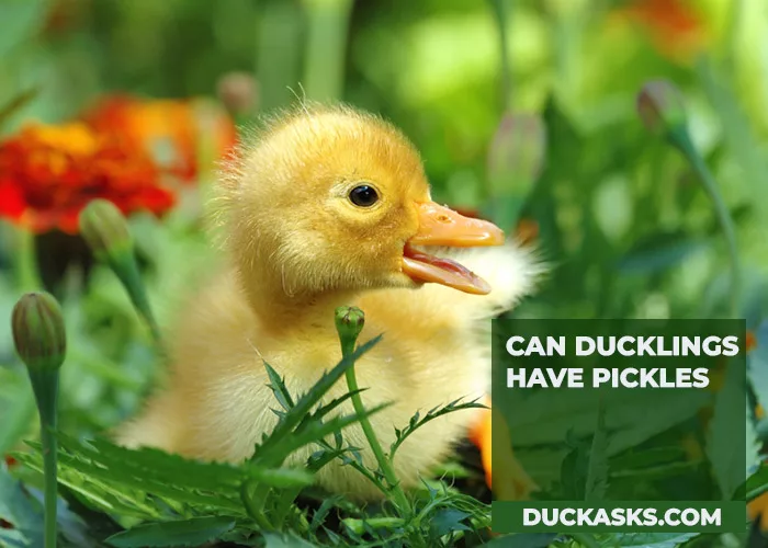 Can Ducklings Have Pickles