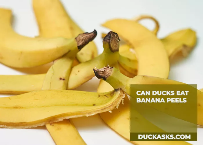 Can Ducks Eat Banana Peels