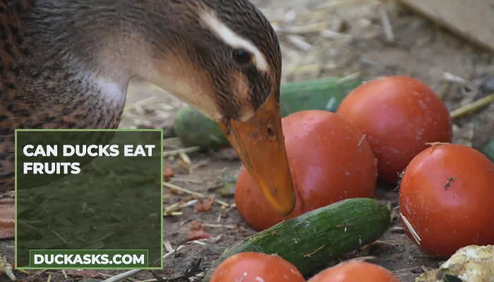 Can Ducks Eat Fruits?