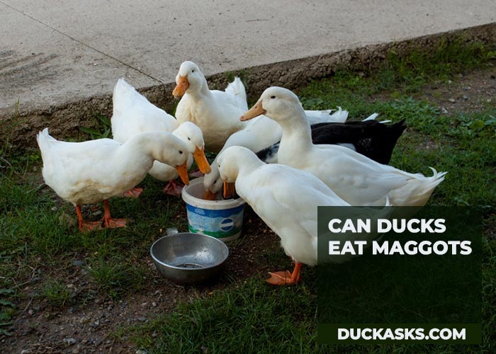 Can Ducks Eat Maggots