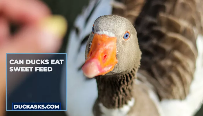 Can Ducks Eat Sweet Feed?