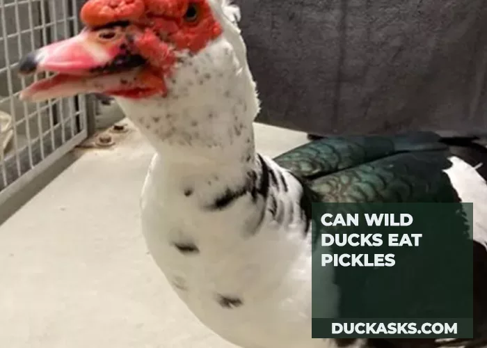 Can Wild Ducks Eat Pickles