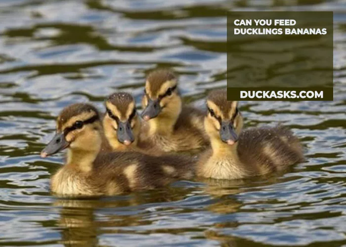 Can You Feed Ducklings Bananas