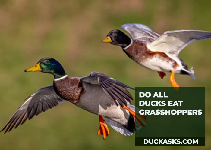 Do All Ducks Eat Grasshoppers