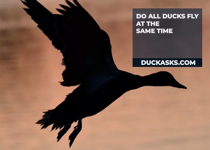 Do All Ducks Fly at the Same Time