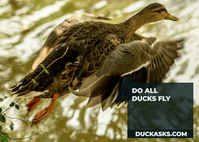 Do All Ducks Fly