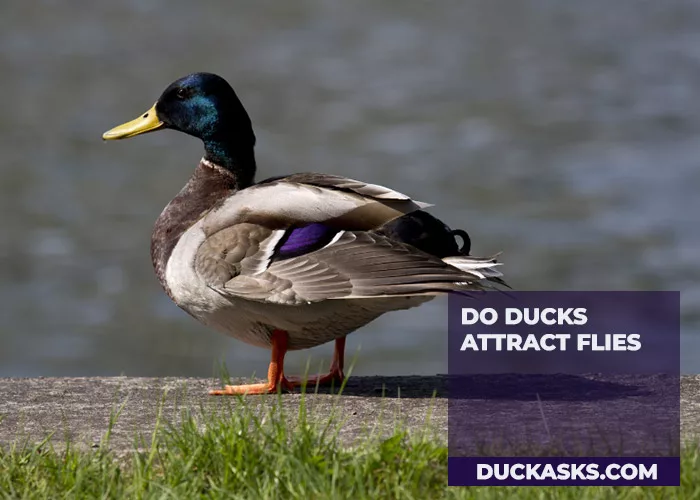 Do Ducks Attract Flies