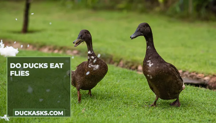 Do Ducks Eat Flies?