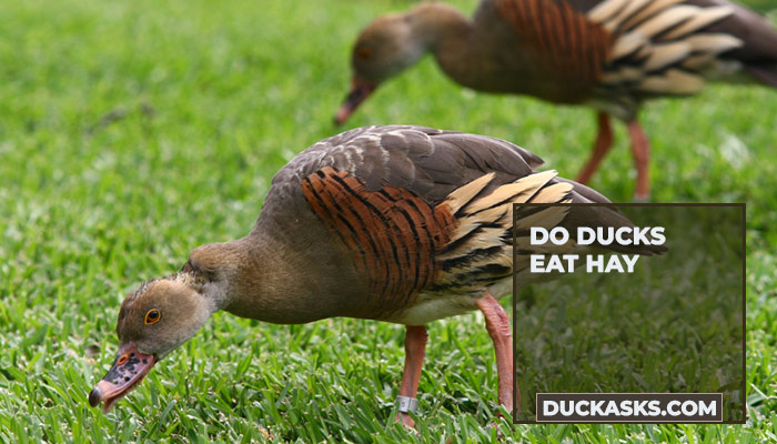 Do Ducks Eat Hay?