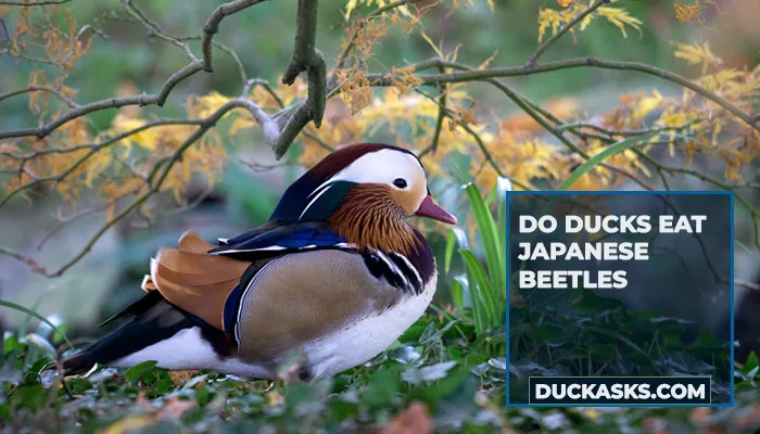 Do Ducks Eat Japanese Beetles?