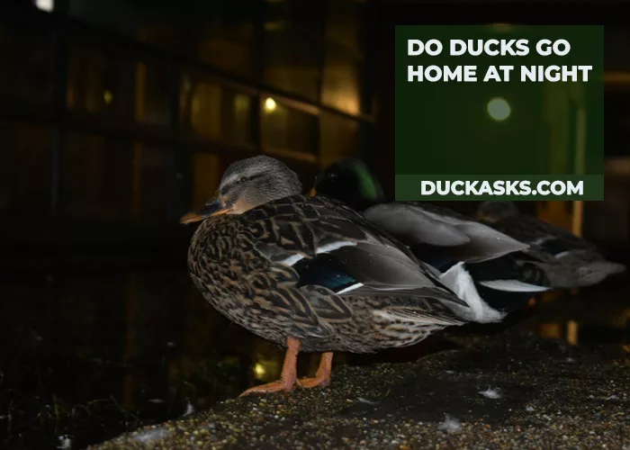 Do Ducks Go Home at Night