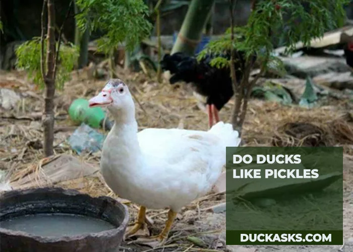 Do Ducks Like Pickles