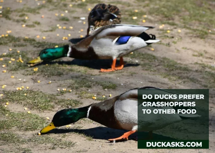 Do Ducks Prefer Grasshoppers to Other Food