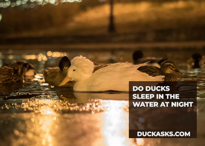 Do Ducks Sleep in the Water at Night