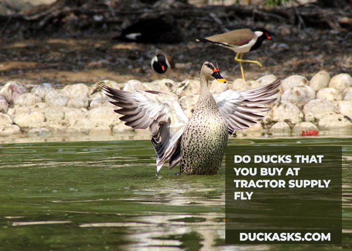 Do Ducks That You Buy at Tractor Supply Fly