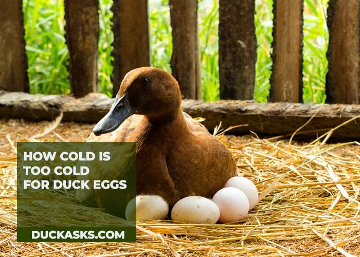 How Cold Is Too Cold for Duck Eggs