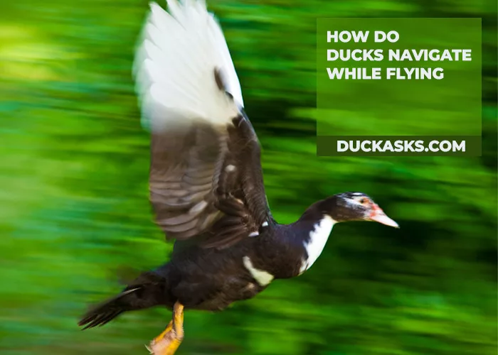 How Do Ducks Navigate While Flying