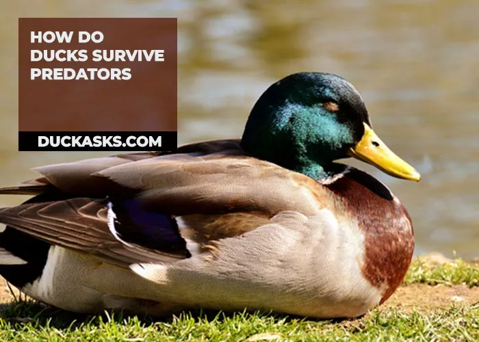 How Do Ducks Survive Predators