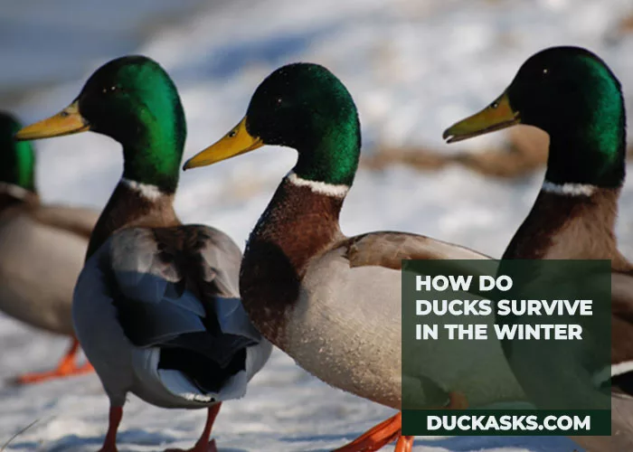 How Do Ducks Survive in the Winter